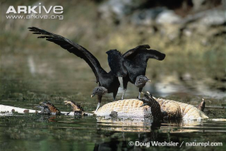Illustration for article titled Vednesday Vulture - Coragyps atratus Edition
